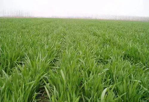 小麦返青期才发现播种密度过大，麦地里密不透风，这个时期还需采取什么措施吗？