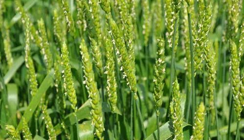 小麦返青期才发现播种密度过大，麦地里密不透风，这个时期还需采取什么措施吗？