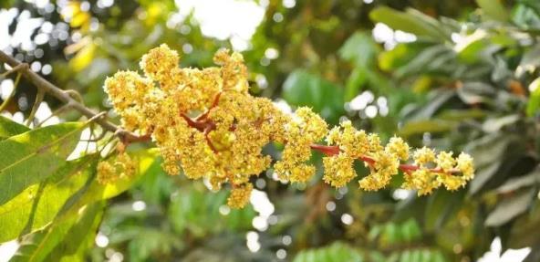 开春芒果花管理，提高芒果花质量方法