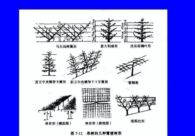 为什么要给果树剪枝？