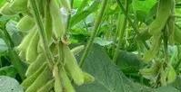 中国大豆和美国大豆有什么不同吗？