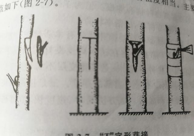 桃树嫁接什么时间最好？如何嫁接？