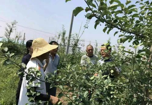 果树生了大量背上枝，该怎么办？