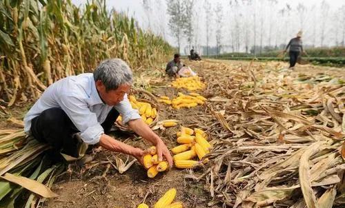 现在粮价这么低，化肥农药又持续上涨。明年农民还种粮食吗？