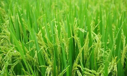 水稻种植怎么施肥？施肥量是多少、施肥期在什么时间、施肥方法要点有哪些？