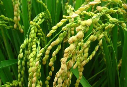 水稻种植怎么施肥？施肥量是多少、施肥期在什么时间、施肥方法要点有哪些？