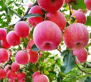 为啥中国农民搞农业种植都是赔的多呢！种苹果还有前途吗？