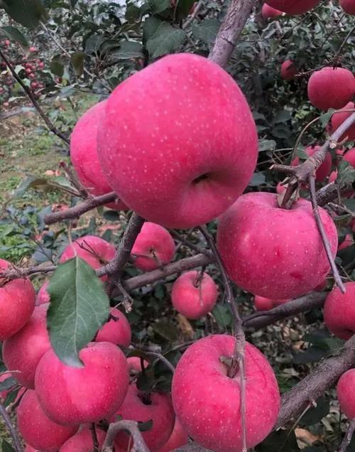 为啥中国农民搞农业种植都是赔的多呢！种苹果还有前途吗？