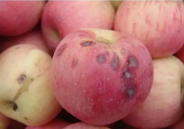 苹果苦痘病用哪种中微肥好？