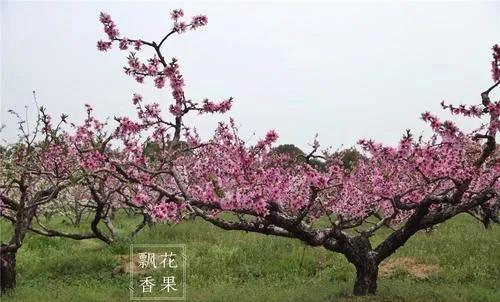 种植的桃树定干多高为佳？修剪成什么树型最好呢？