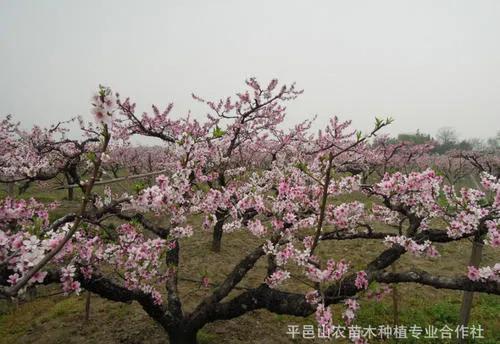 种植的桃树定干多高为佳？修剪成什么树型最好呢？