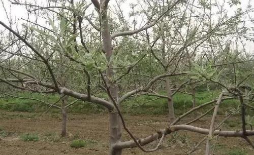 苹果小叶病，怎么防治？