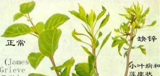 苹果小叶病，怎么防治？
