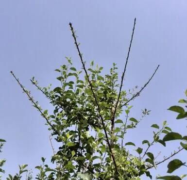 苹果小叶病，怎么防治？