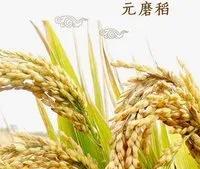 水稻施基肥的正确方法是什么？