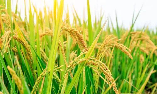 水稻施基肥的正确方法是什么？