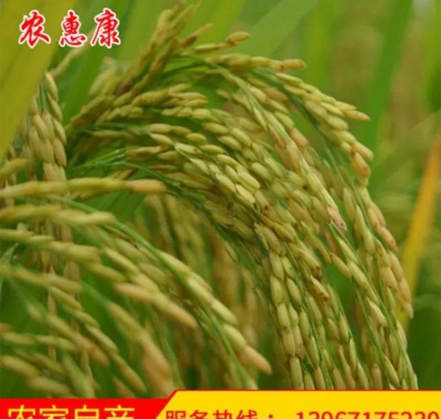 水稻施基肥的正确方法是什么？
