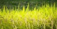 水稻施基肥的正确方法是什么？