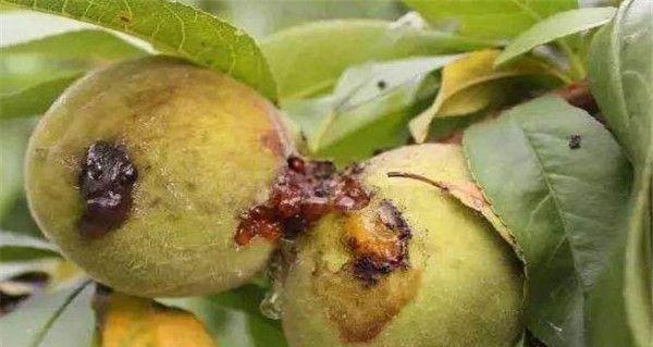 李子树每年挂果都烂掉了，完好无损咬开就有虫，怎么打药呢？