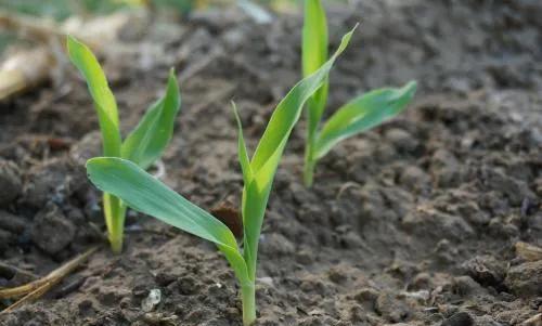 移栽玉米苗期底叶黄化是什么病害？