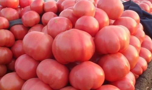 种植西红柿该如何整枝？有哪些可行的方法有利于提高产量？