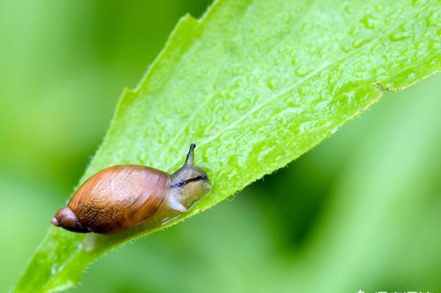 什么农药治蜗牛？