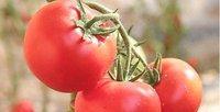 现在的西红柿和西瓜都长这么大一个，膨大剂到底有没有关系？