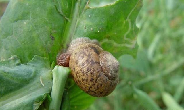 什么农药治蜗牛？
