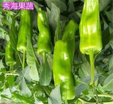 在村里种菜时，农村老人说“茄子要栽阔，辣椒要栽窝”，是什么意思？科学吗？