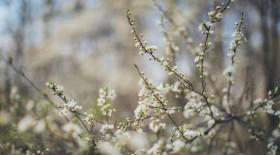 怎么样才可以让叶芽发育成花芽？