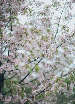 怎么样才可以让叶芽发育成花芽？