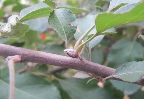 怎么样才可以让叶芽发育成花芽？