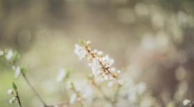 怎么样才可以让叶芽发育成花芽？