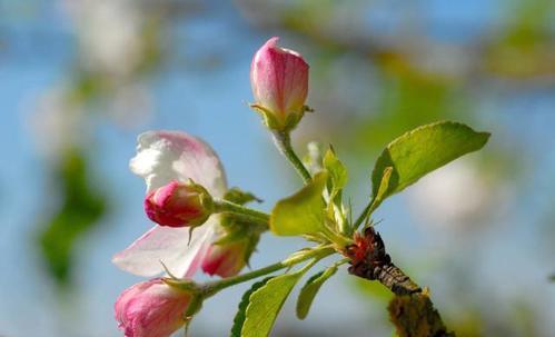 怎么样才可以让叶芽发育成花芽？