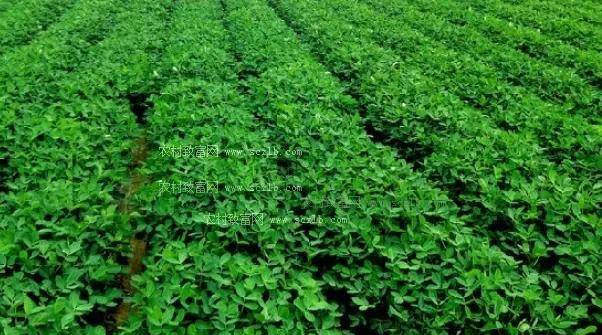 农民种植春玉米和春花生，哪个效益更好？