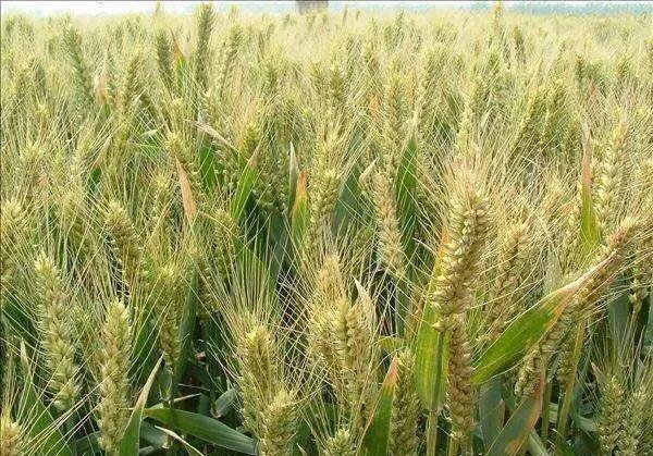 小麦种的早，收成就会不太好，适当的晚种真的会高产吗？