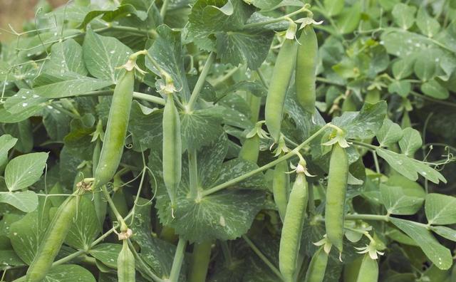 豌豆栽培如何进行田间管理？需注意哪些细节提高产量？
