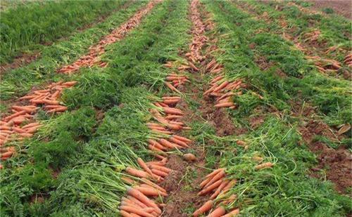 胡萝卜怎样种植及如何管理才能丰产？