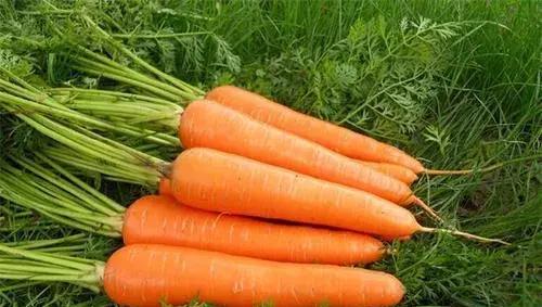 胡萝卜怎样种植及如何管理才能丰产？
