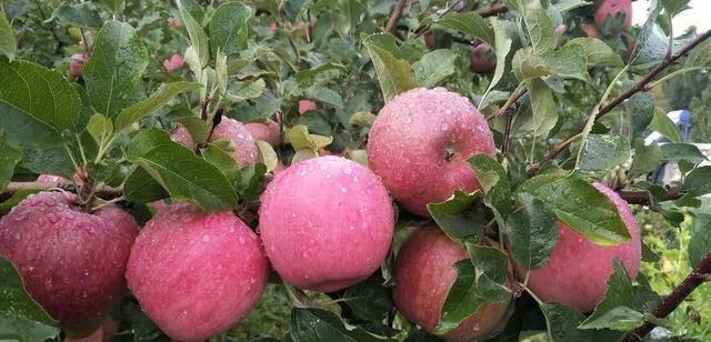 苹果留果量大了，用什么肥能膨果？