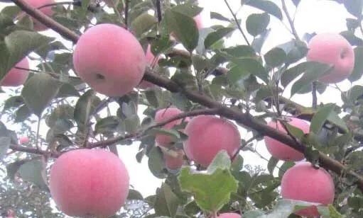 苹果留果量大了，用什么肥能膨果？