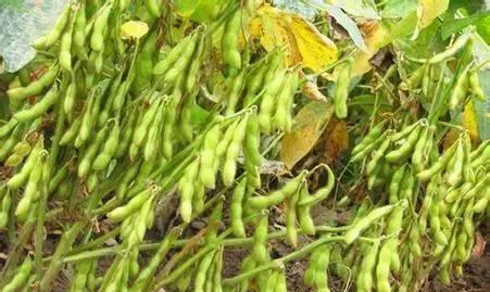 怎么种植黄豆才能高产优质？