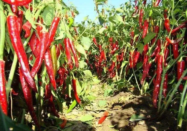 辣椒种植会有哪些害虫，需要注意什么？