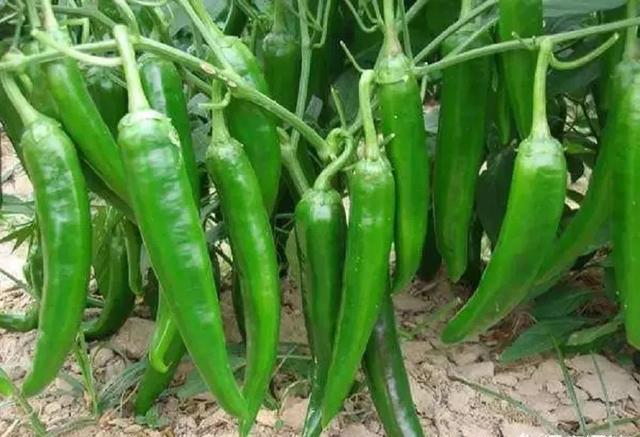 辣椒种植会有哪些害虫，需要注意什么？