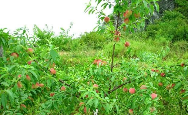 今年栽的小桃树现在怎么管理？