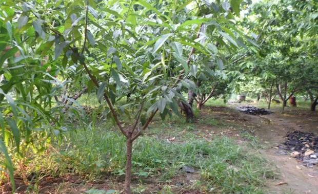 今年栽的小桃树现在怎么管理？