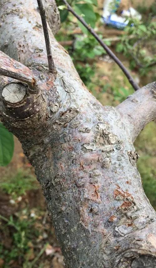 苹果树干腐病怎么治？