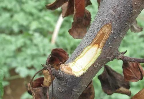 苹果树干腐病怎么治？