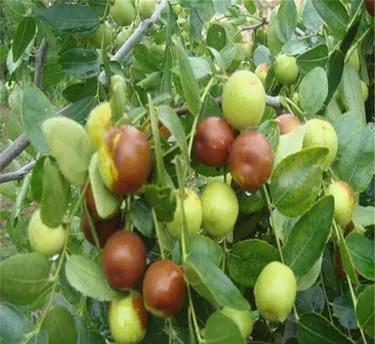 枣树怎样进行病虫害防治？