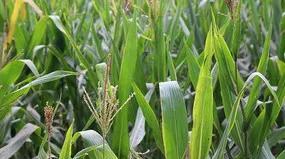 老农说：“玉米选种看‘三抗’，否则增产没希望”，是啥意思？